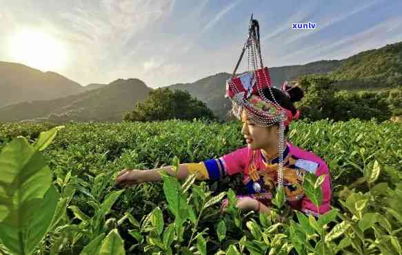 畲族地区产的名茶是什么，揭秘畲族地区的特色名茶，你品尝过几种？