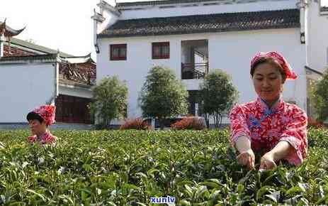 世界的三大高香名茶-世界的三大高香名茶是