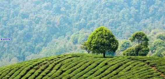 西南茶区产什么名茶品种，探秘西南茶区：哪些名茶品种值得一尝？