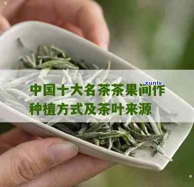 茶果间作的十大名茶是，探索茶果间作的魅力：十大名茶推荐