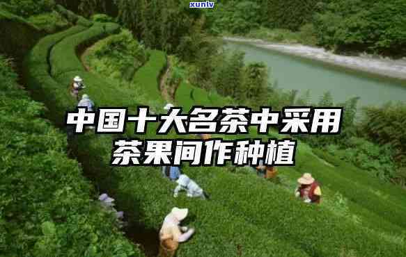 茶果间十大名茶：探秘以茶果间作的独特风味与品质