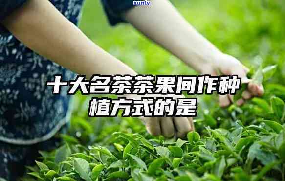 茶果间十大名茶：探秘以茶果间作的独特风味与品质