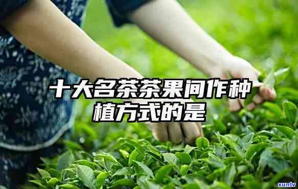 茶果间作的十大名茶-茶果间作的十大名茶是