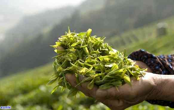 湖北恩有哪些名茶特产，探秘湖北恩：知名茶叶与特色土特产一览