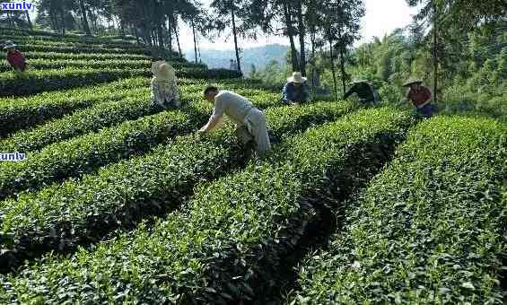 雅安茶品种，探秘雅安茶品种：独特的地理环境孕育出的美味茶叶