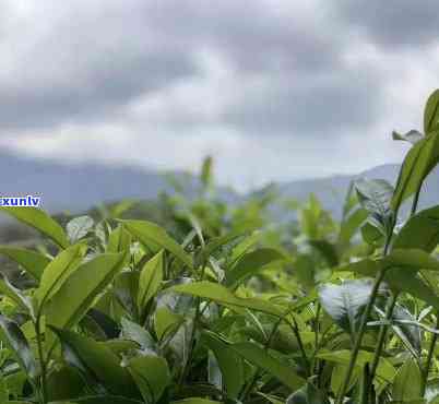 自然传奇茶叶，探索大自然的秘密：品味自然传奇茶叶