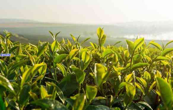 信阳的名茶是什么茶类，探寻信阳名茶：揭秘其所属的茶类