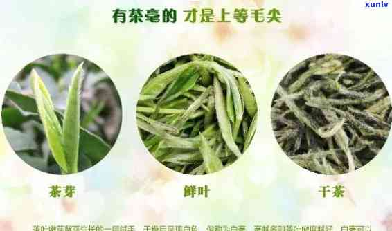 信阳最有名的茶是什么茶，探寻信阳之韵：揭秘最有名的茶叶品种