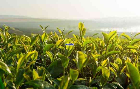 信阳最有名的茶是什么茶，探寻信阳之韵：揭秘最有名的茶叶品种