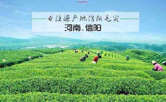 信阳十大名茶，品味信阳：探寻十大名茶的魅力之旅