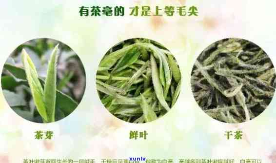 信阳的名茶是什么?-信阳的名茶是什么茶