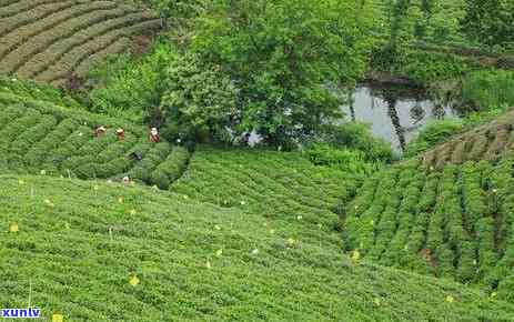 信阳的名茶是什么茶-信阳的名茶是什么茶?