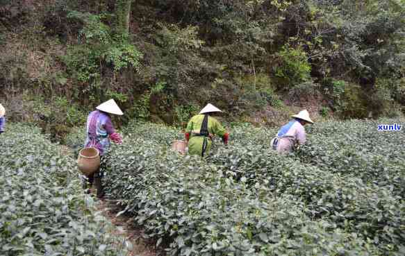 浙江十大名茶不好喝-浙江十大名茶不好喝的地方