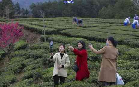 英山名茶中高档茶叶有哪些，探秘英山名茶：中高档茶叶种类大盘点