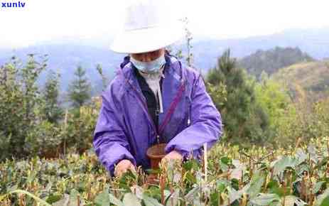 贵州十大名茶排名：产地与最新排行榜全解析