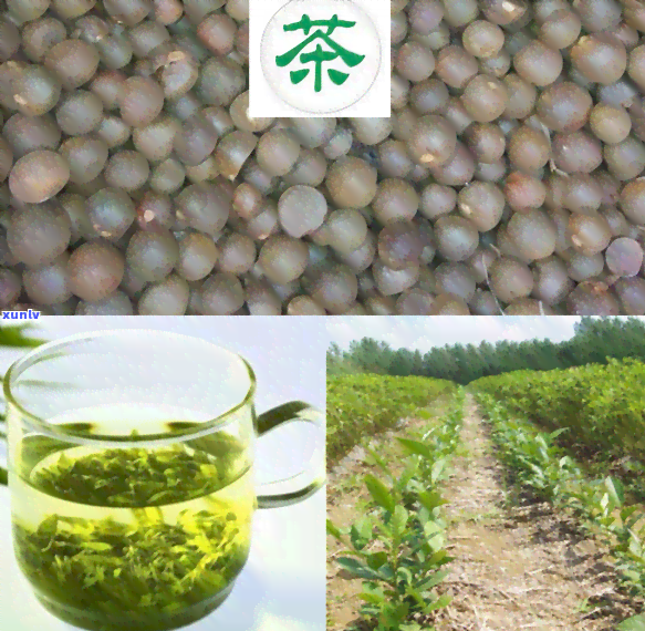 贵州著名茶，探秘贵州：著名的茶叶品种和产地