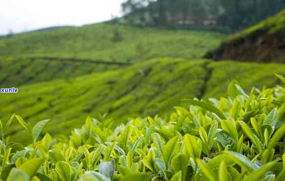 贵州著名茶，探秘贵州：著名的茶叶品种和产地