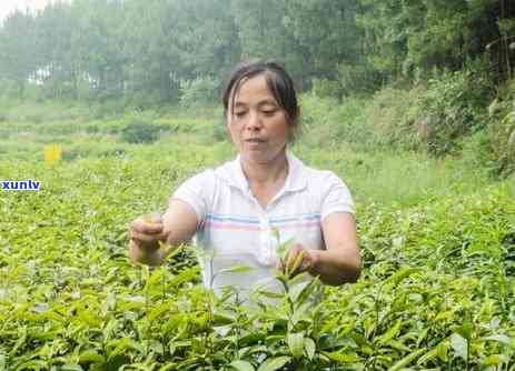 高山名茶铁盒多少钱-高山名茶铁盒多少钱一个