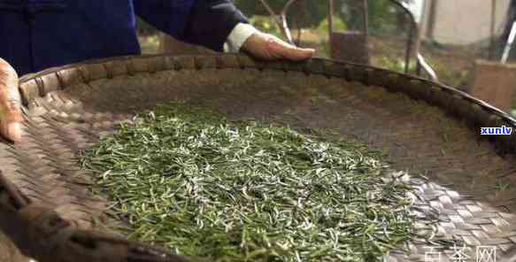 婺源名茶是什么茶，探寻中国名茶之婺源：揭秘其独特的茶叶品种与 *** 工艺