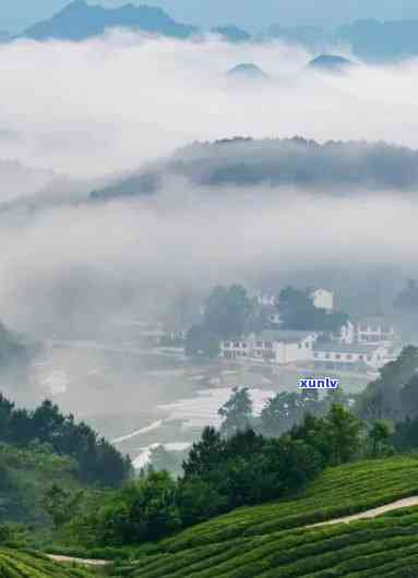 贵州名茶排行榜前十名，探秘中国茶文化：贵州十大名茶排行榜