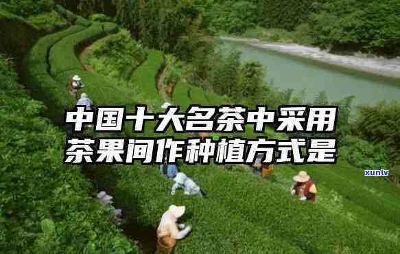 中国十大名茶中采用果茶间作种植方式的是什么，采用果茶间作种植方式的中国十大名茶是什么？