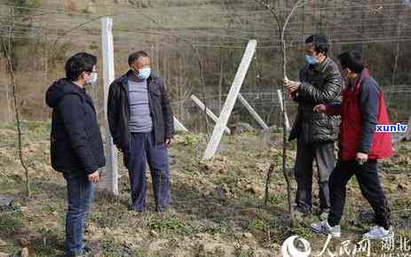 中国十大名茶中采用-中国十大名茶中采用果茶间作种植方式的是什么