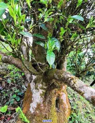 雨林古树茶：真是古树吗？揭露真相！