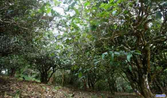 古树茶口感，品尝古树茶：独特的口感体验