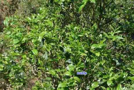 雨林古树茶是哪里的茶，探寻神秘源头：揭秘雨林古树茶的产地与故事