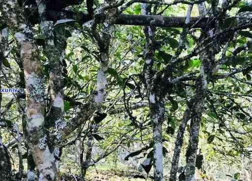 探寻雨林古树茶的产地：它究竟来自哪里？