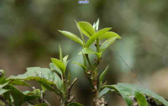 古树茶是什么出来的-古树茶是什么出来的茶