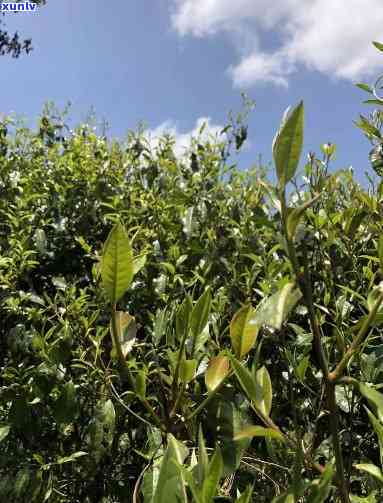 冷水河古树茶的味道-冷水河古树茶特点