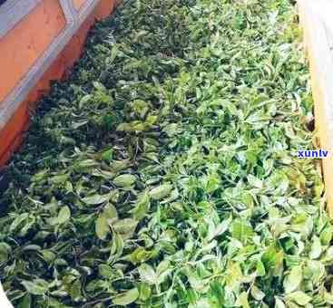 荒田大树茶：2021年小荒田古树茶与茶树王荒山茶的价格比较