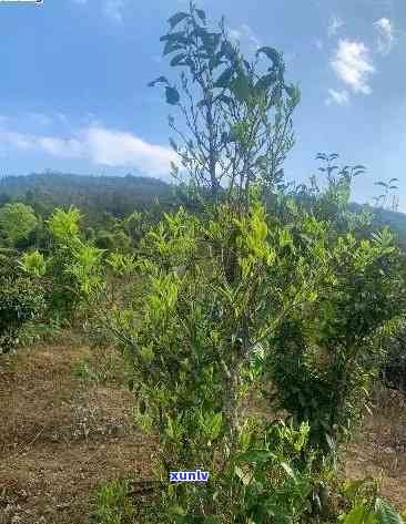 荒田古树茶是哪个村-荒田古树茶是哪个村的茶叶