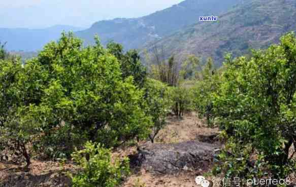 邦东古树茶的特点：揭示临沧邦东古树茶的独特魅力与特性