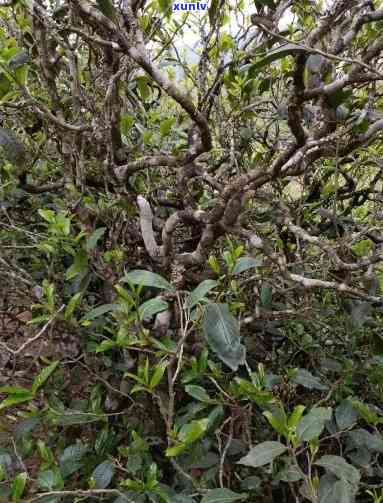 邦东古树茶：生茶还是熟茶？探讨其特点与优劣