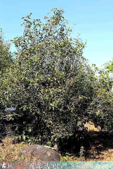 勐海瑞贡茶厂普洱茶价格，了解勐海瑞贡茶厂普洱茶价格，品味地道的云南好茶