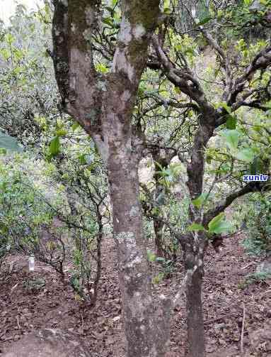 临沧沧源怕拍古树茶-临沧沧源怕拍古树茶特点