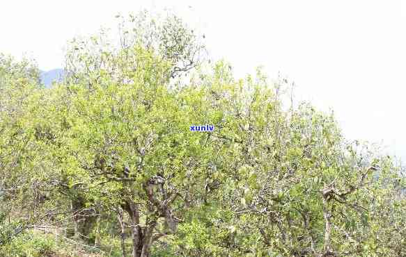 云南省纸山箐古树茶-纸山箐古树茶普洱茶