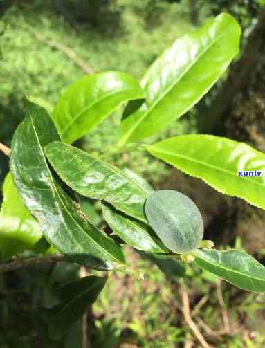 探索金厂河桃子山古树茶口感：独特的特点与桃源金子山水库的关系