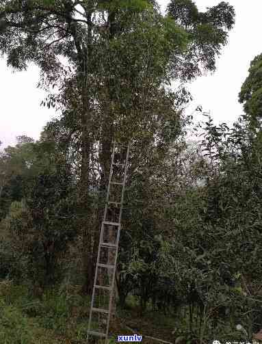 探寻倚邦大黑树林古树茶独特魅力：特点、价格与高冷之源