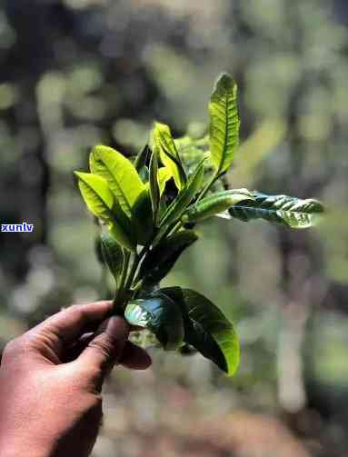 南糯山石头寨古树茶特点，探秘南糯山石头寨：古老树茶的独特魅力与特点