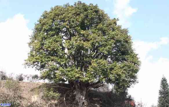 凤庆县香竹箐古树茶所有权及称谓解析：由凤庆香竹箐古茶有限责任公司经营