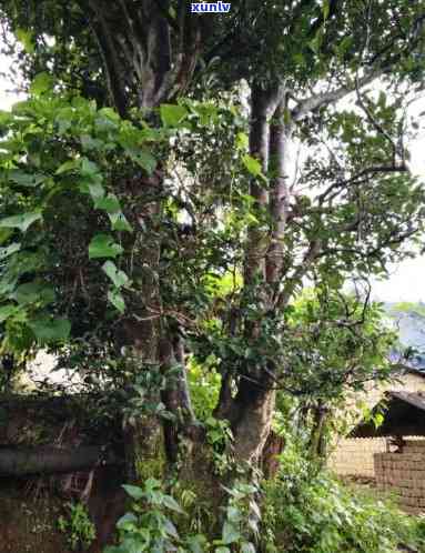 凤庆香竹箐古树茶被称为，探秘凤庆香竹箐：古树茶的传说与魅力