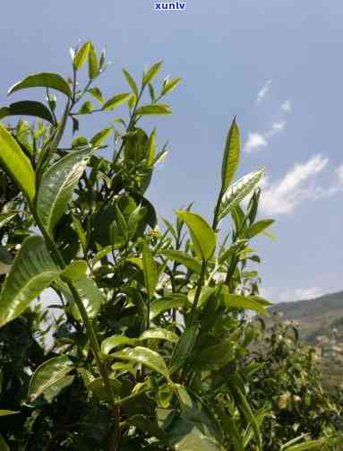 凤庆香竹箐古树茶被称为，探秘凤庆香竹箐：古树茶的传说与魅力