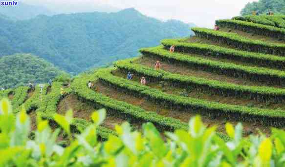 文山县麻栗坡的茶品质如何？是否属于高端茶？探究文山麻栗坡普洱茶的魅力