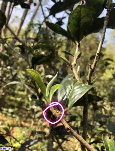 怎么看是不是古树茶呢，如何辨别古树茶：识别 *** 与技巧