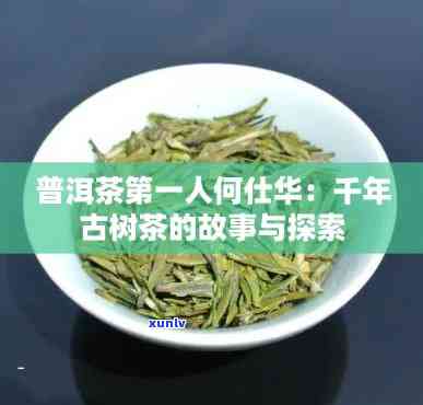 何仕华千年古树茶茶-何仕华千年古树茶介绍