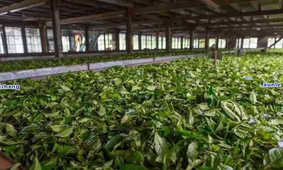 西双版纳海茶厂，探索云南西双版纳的特色茶叶：海茶厂的魅力