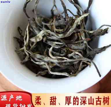 小景谷苦竹山古树茶价格，【正宗】云南普洱茶 小景谷 苦竹山 古树 茶叶 2021春茶 高山头春料 100g 纯料 整筒 新茶